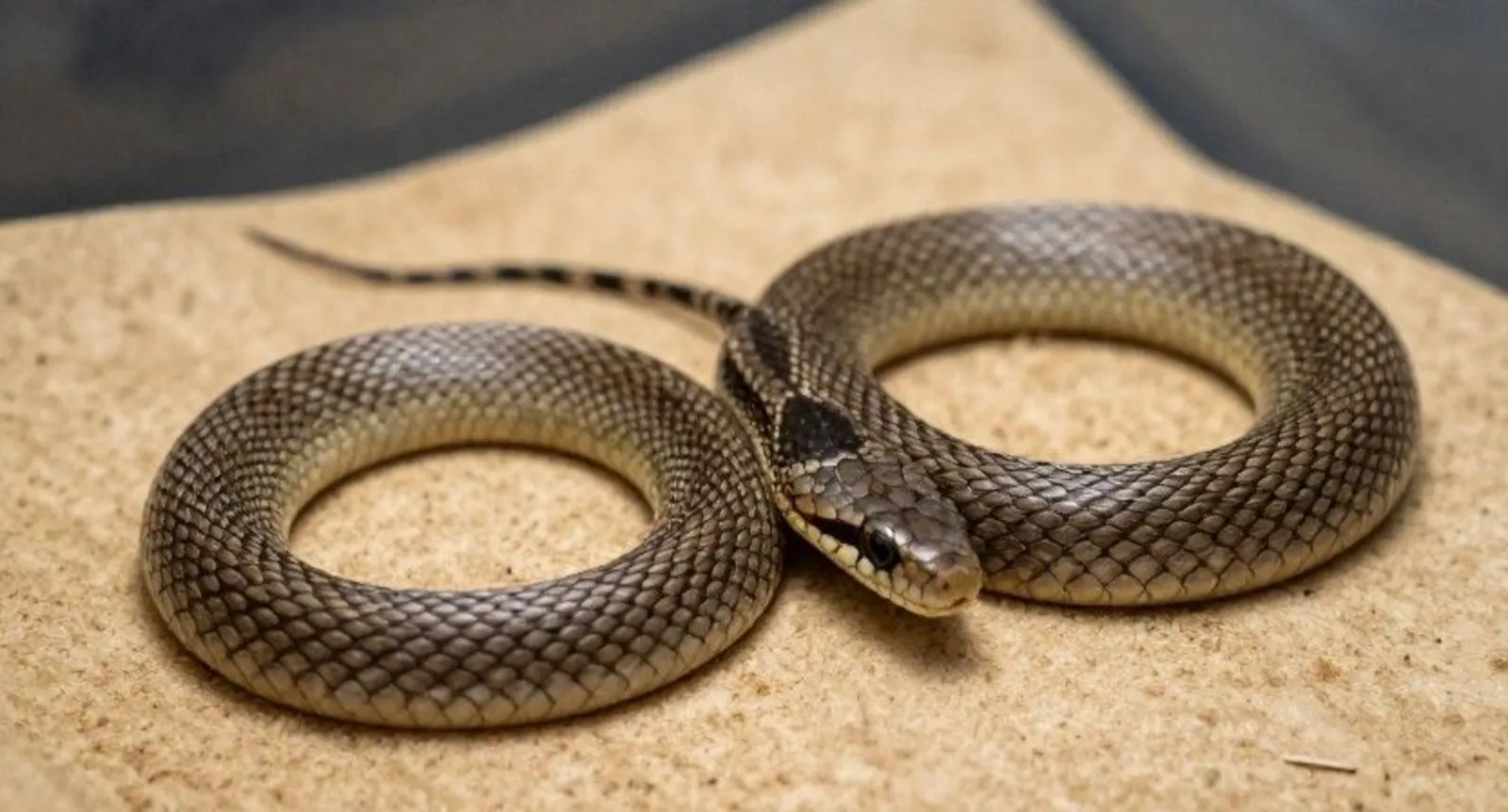 girl snake names